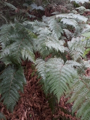 Leptolepia novae-zelandiae