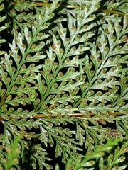 Leptolepia novae-zelandiae