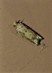 Epiblema abruptana