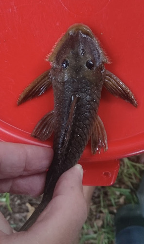 Bearded catfish (Pseudancistrus barbatus) — Loricariidae — 5