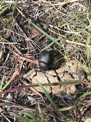 Canthon pilularius