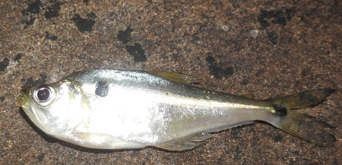 Essequibo gulper characin (Cynopotamus essequibensis) — Characidae