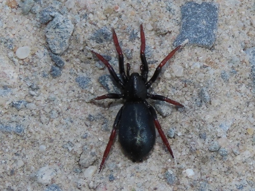 Yellow-legged Zipper Spider, Wassenaar, Nederland, photo 5 of 10