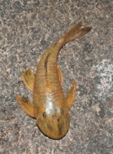 Bearded catfish (Pseudancistrus barbatus) — Loricariidae — 3