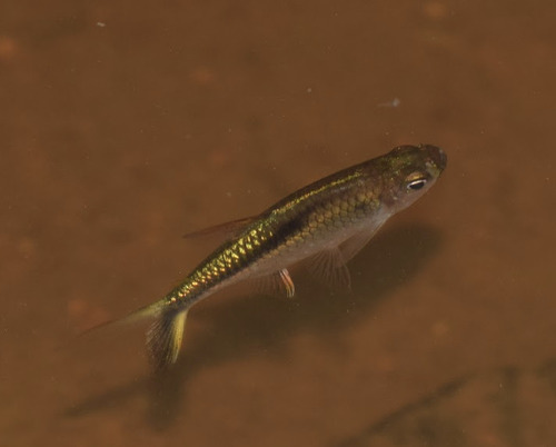 Penguin tetra (Thayeria ifati) — Characidae — 4