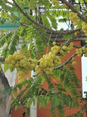 Phyllanthus acidus