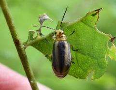 Derospidea brevicollis