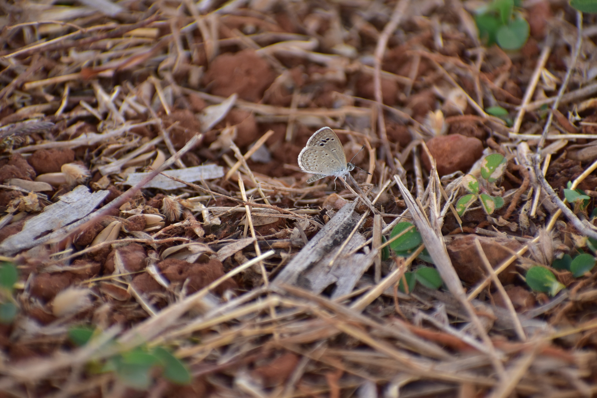 Lesser Grass Blue