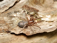 Clubiona robusta