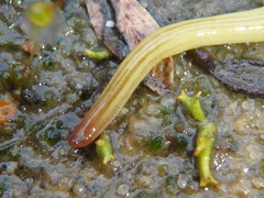 Fletchamia mediolineata