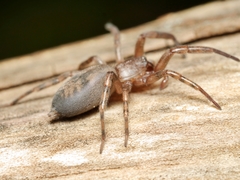 Clubiona robusta