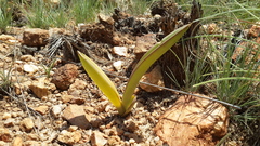 Eulophia tuberculata