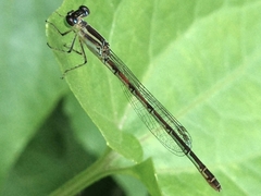 Agriocnemis minima