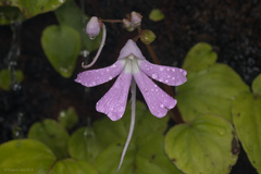 Impatiens acaulis