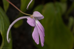 Impatiens acaulis
