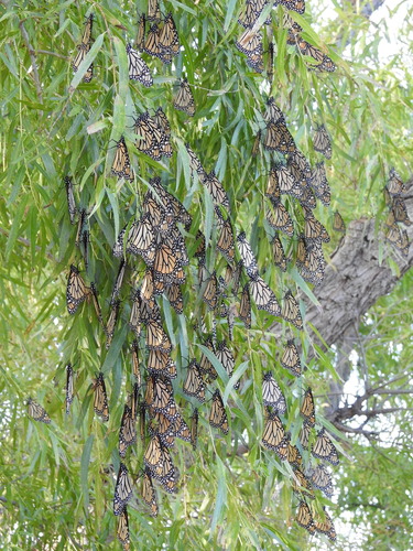 Migratory Monarch photographed in New Mexico