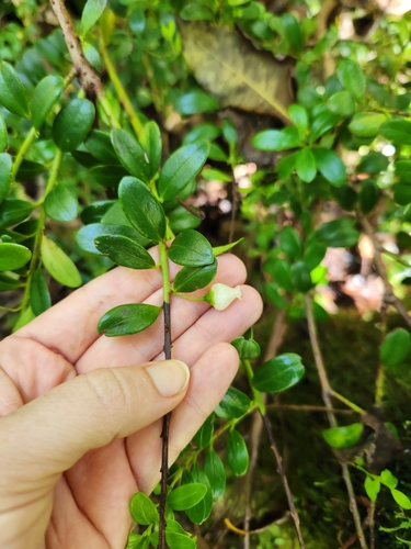 Vaccinium whitmeei observed 2025-05-07