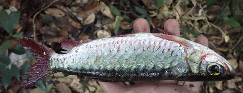 Pinktail chalceus (Chalceus macrolepidotus) — Characidae — 2