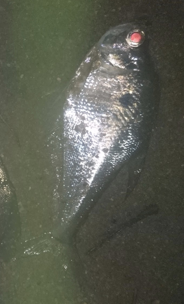 Glass Characin