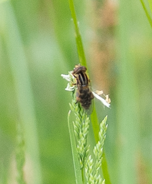 Striped Swamp Fly, Udenhout, Nederland, photo 8 of 10