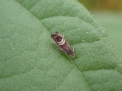 Grapholita interstinctana