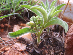 Raphionacme galpinii