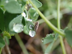 Megophthalminae