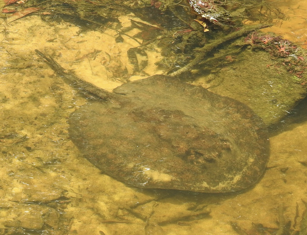 French Guiana Freshwater Stingray