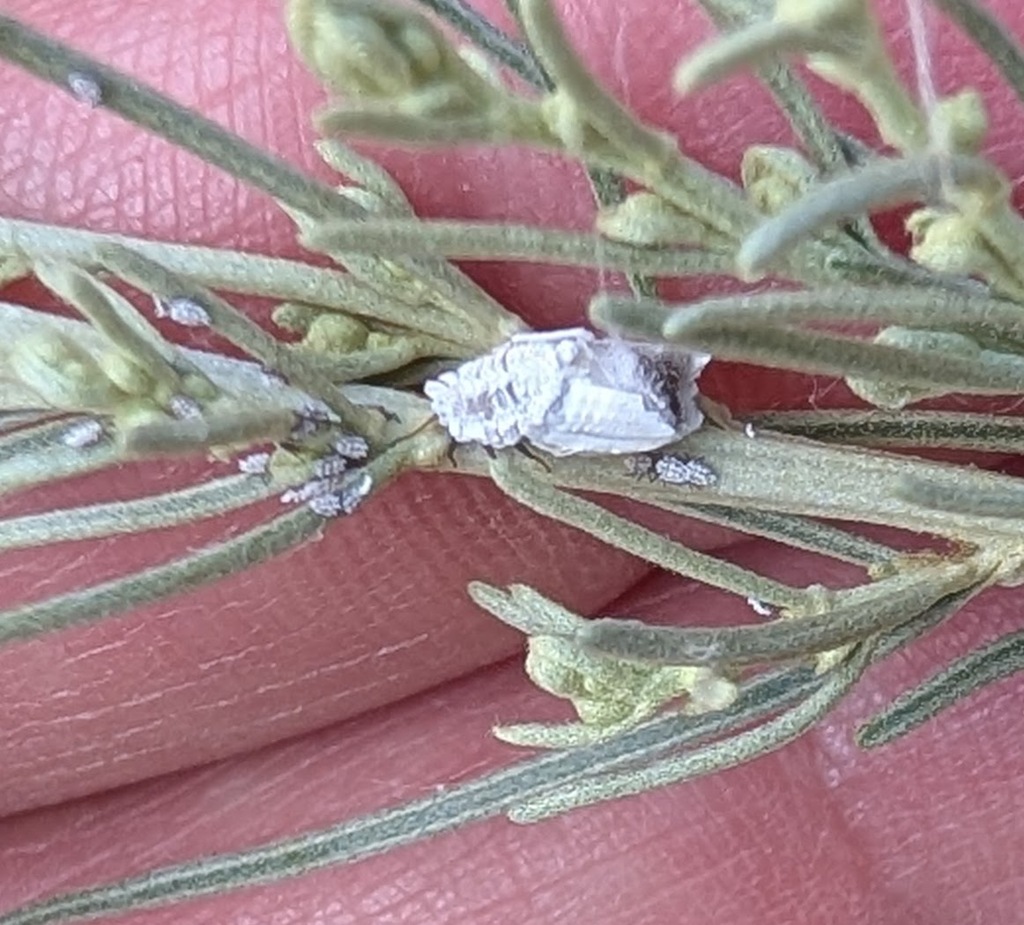 Praelongorthezia artemisiae