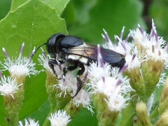 Megachile disjuncta