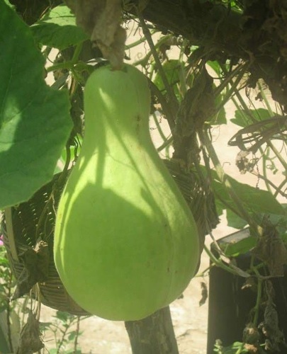 Calabash