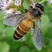 Giant Honey Bee - Photo (c) Kritsada Moomuang, some rights reserved (CC BY-NC), uploaded by Kritsada Moomuang