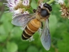 Giant Honey Bee - Photo (c) Kritsada Moomuang, some rights reserved (CC BY-NC), uploaded by Kritsada Moomuang