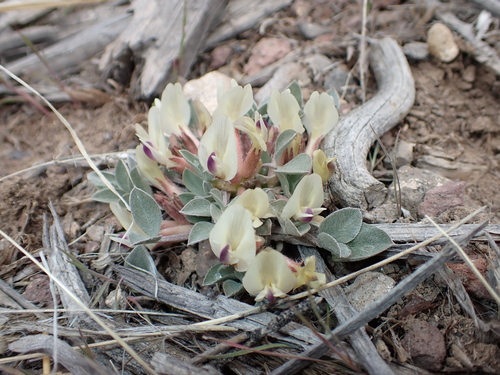 Glenwood milkvetch (Astragalus loanus)