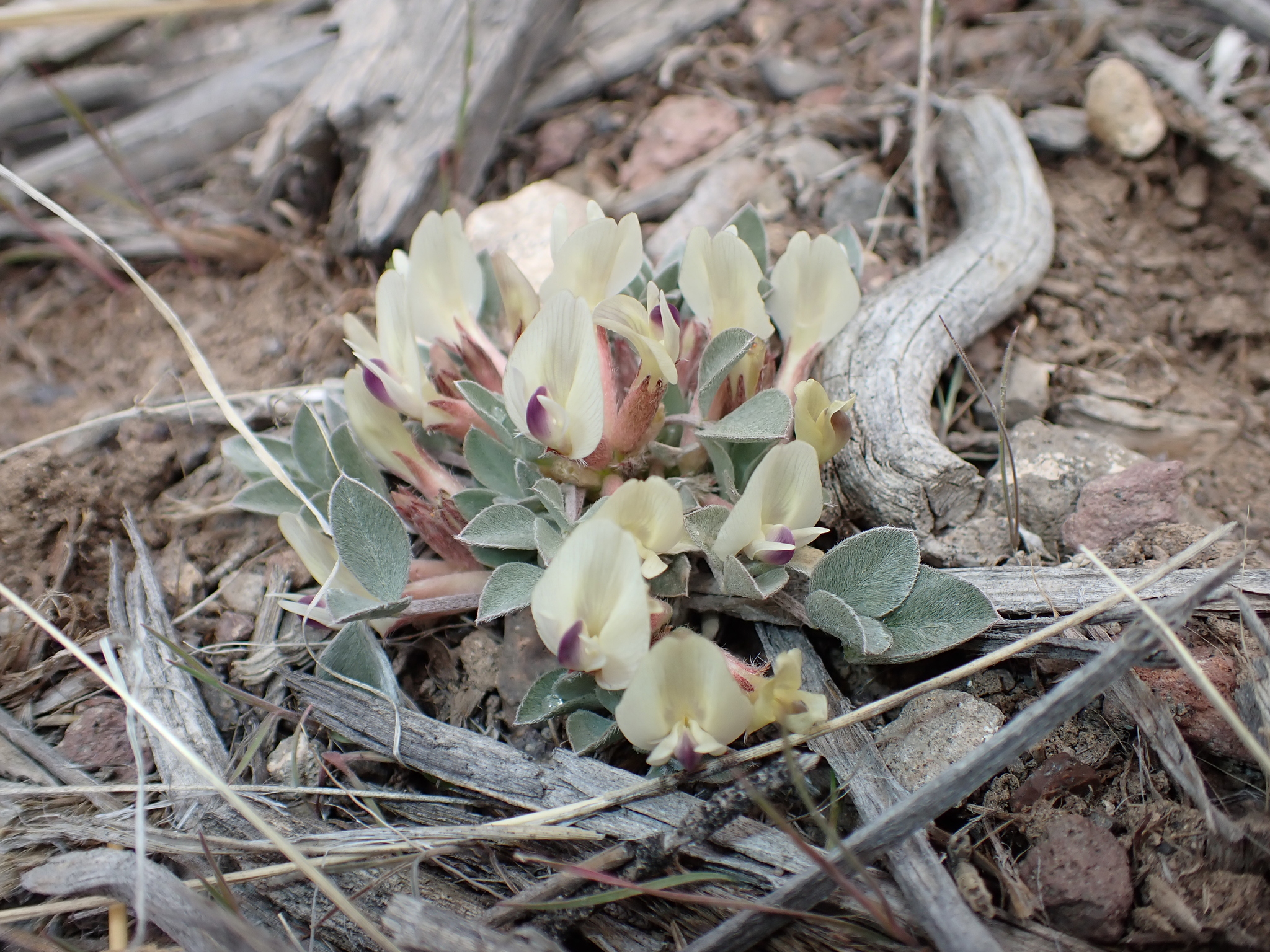 Astragalus loanus