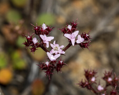 peninsular spineflower (Chorizanthe leptotheca)