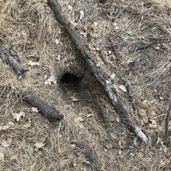 Otospermophilus beecheyi