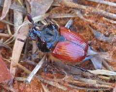 Carneoryctes wingarus
