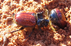Carneoryctes wingarus