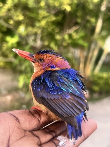 African Pygmy Kingfisher