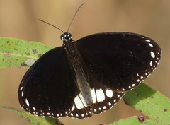 Euploea eichhorni