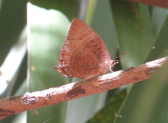 Arhopala eupolis