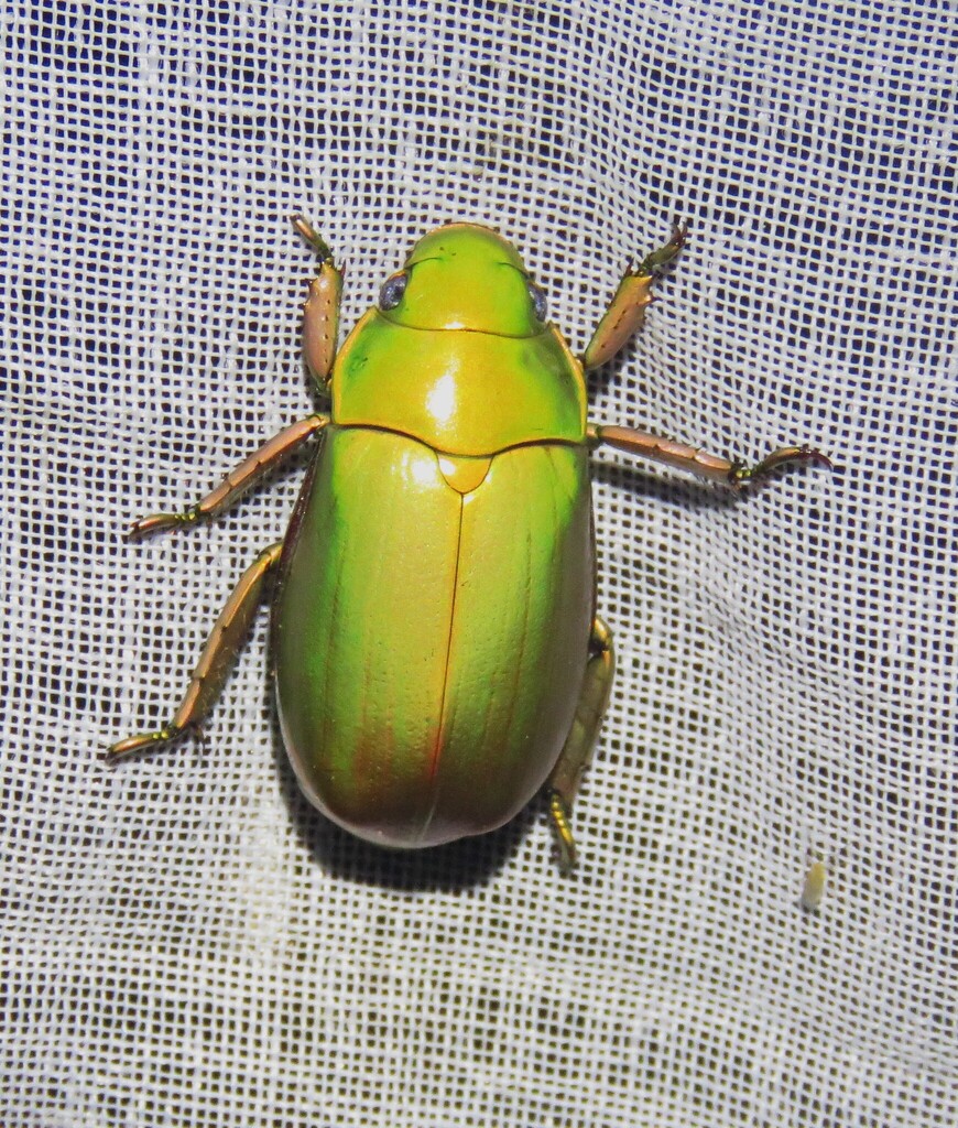 Chrysina bruyeai