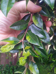 Metrosideros bartlettii