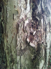 Metrosideros bartlettii