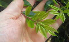 Metrosideros bartlettii