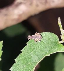 Conotrachelus anaglypticus