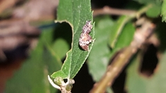 Conotrachelus anaglypticus