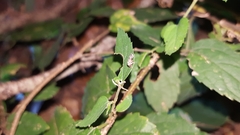 Conotrachelus anaglypticus