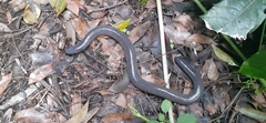 Dermophis mexicanus